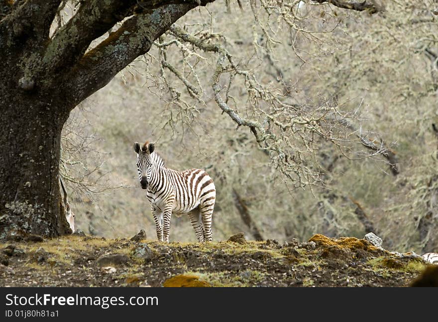 Zebra