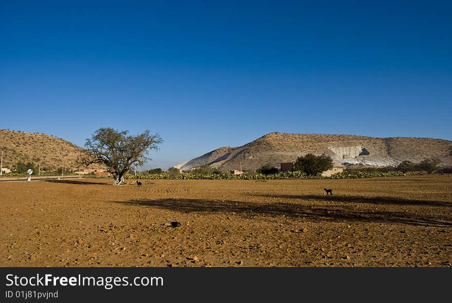 Goats on the argana tree near Agadir. Goats on the argana tree near Agadir