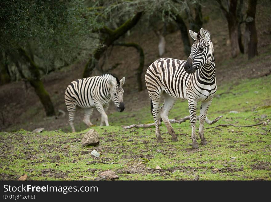 Zebra under a tree in the wild. Zebra under a tree in the wild