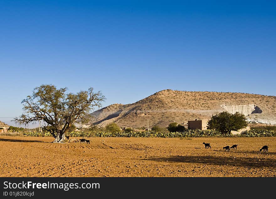 Goats on the argana tree near Agadir. Goats on the argana tree near Agadir