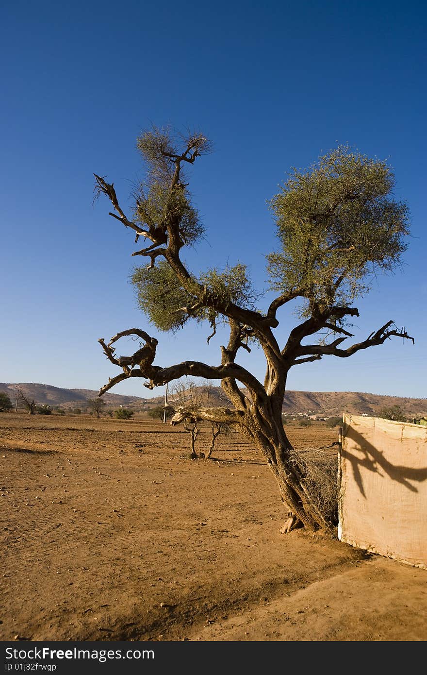 Old argana tree near Agadir. Old argana tree near Agadir