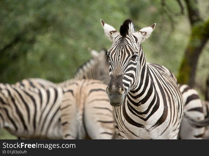 Zebra under a tree in the wild. Zebra under a tree in the wild