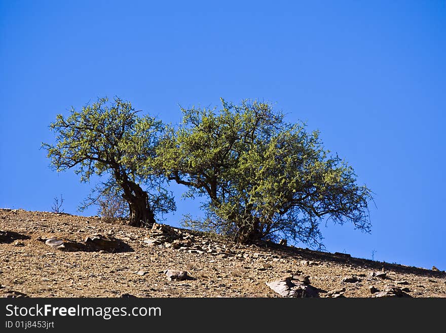 Trees in the Atlas mountain near Agadir. Trees in the Atlas mountain near Agadir