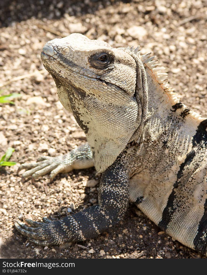 Iguana portrait