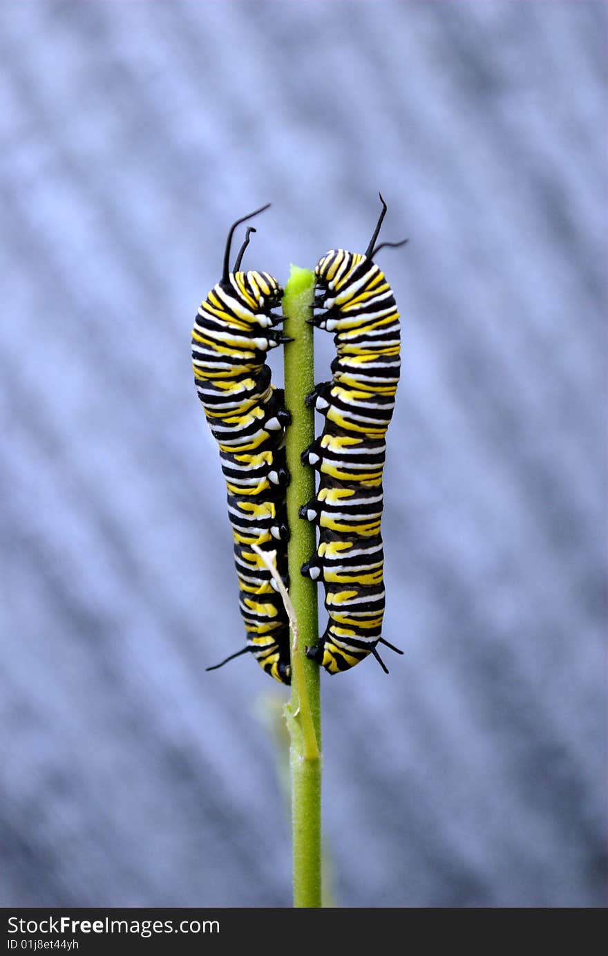 Two monarch caterpillars sharing a plant stalk