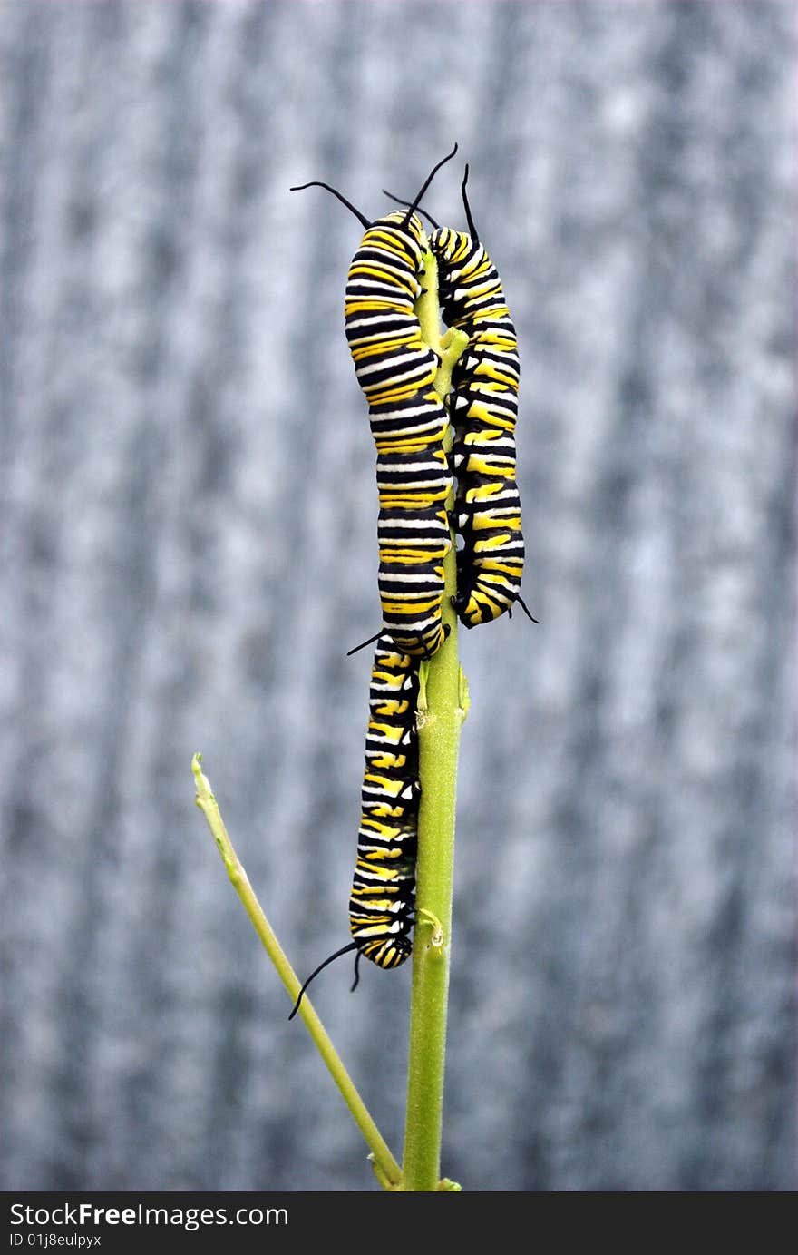 3 monarch caterpillars sharing a plant stalk