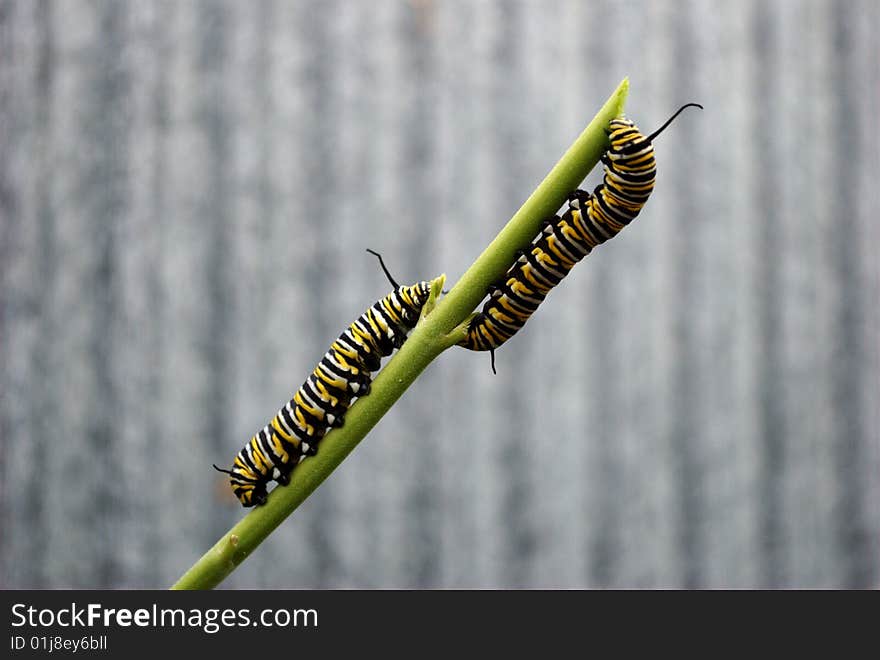 2 monarch caterpillars sharing a plant stalk