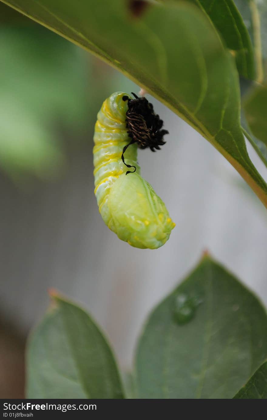 Monarch chrysalis getting ready to hatch out