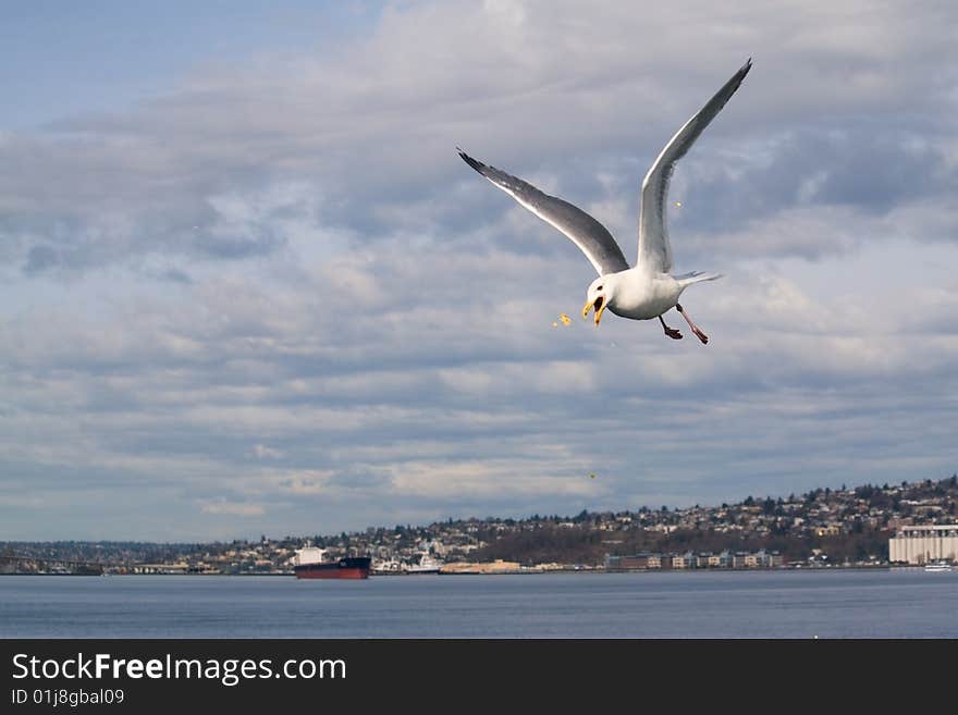 Seagull with Popcorn