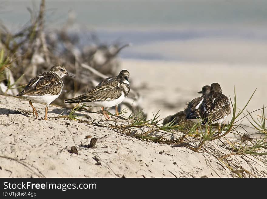 Bahamian Sandpipers