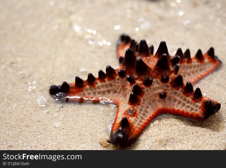 Horned sea stars are plentiful in the shallow waters surrounding Starfish Island in Honda Bay, Palawan, Philippines.