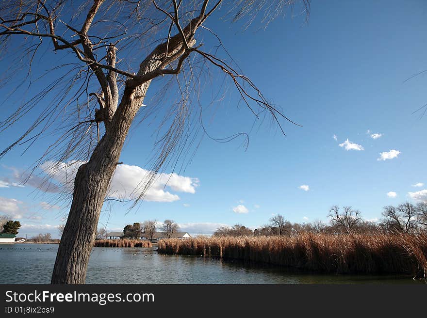 Bare tree swaying in the wind