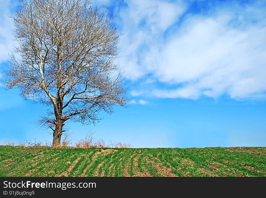 Beautiful landscape picture with tree against the cloudy sky