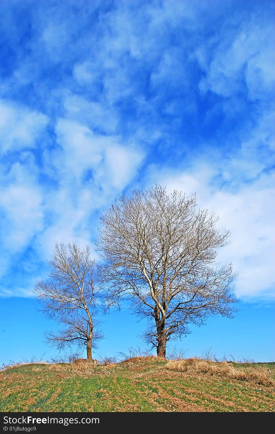 Couple of trees against the cloudy sky background