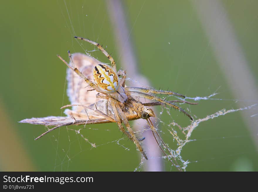 Macro spider and his victim butterfly on the web.