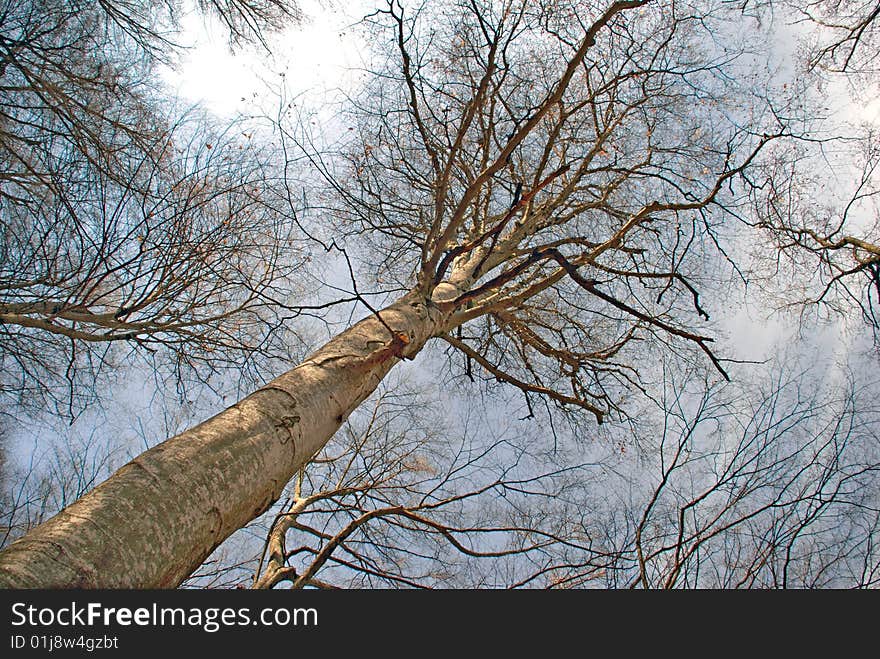 Early time spring trees view from below. Early time spring trees view from below