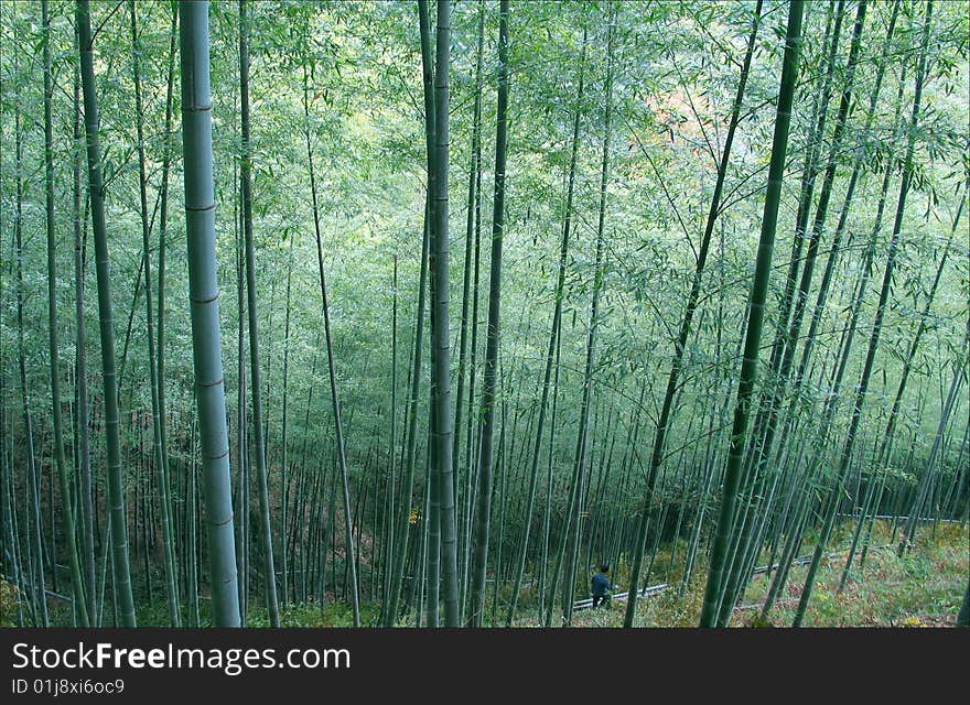 Bamboo grove