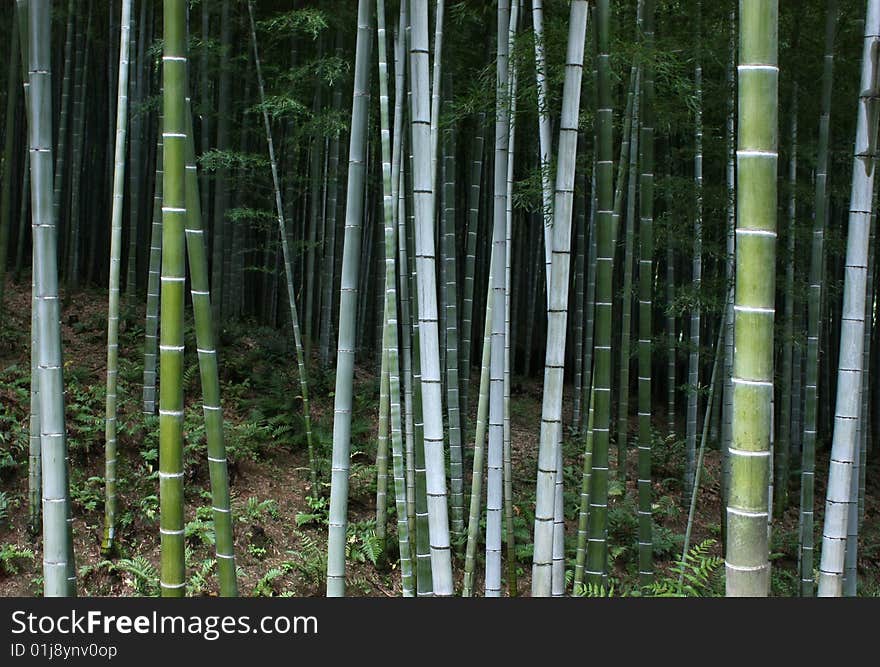 Bamboo Forest