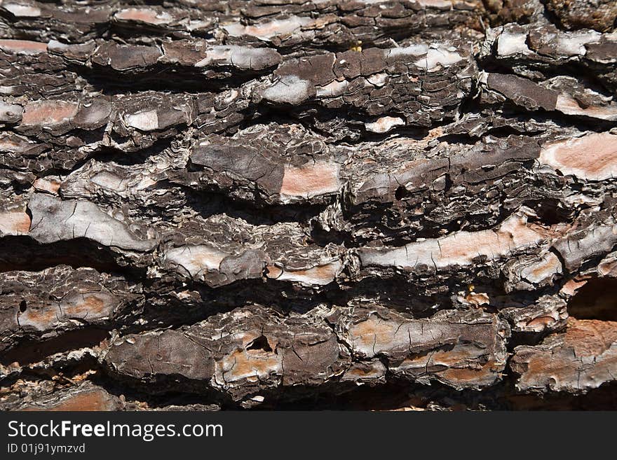 Natural background. Detail of pine texture