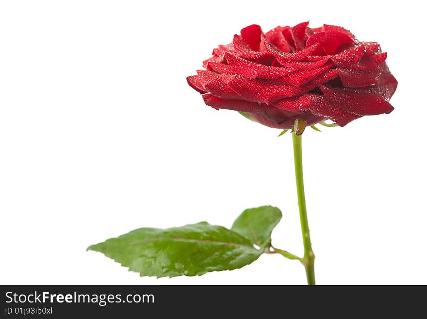 Beautiful red rose with water drops isolated