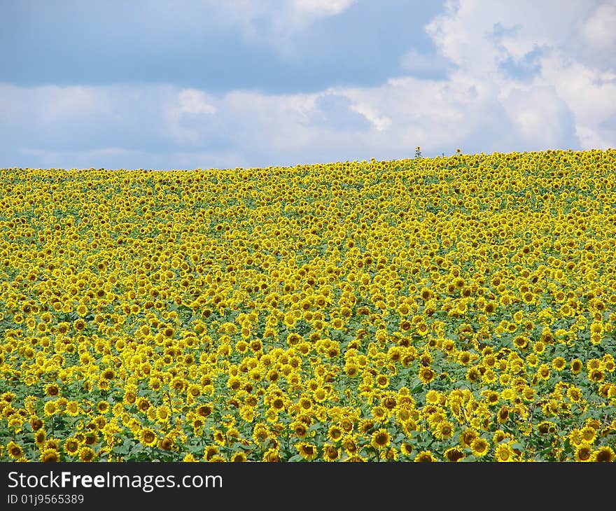 Sunflower field