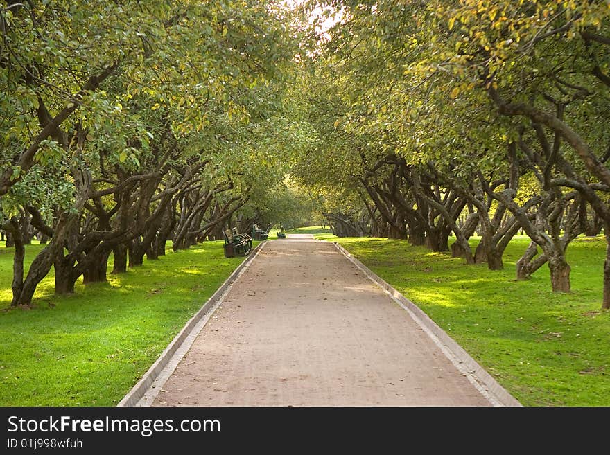 Rows of apple trees in a warm summer park with light green grass. Rows of apple trees in a warm summer park with light green grass