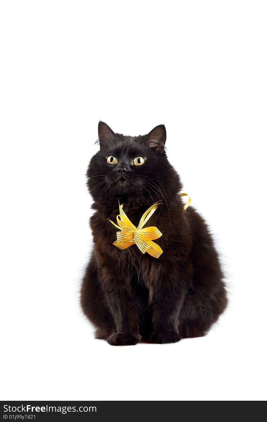 Black cat wearing yellow bow isolated