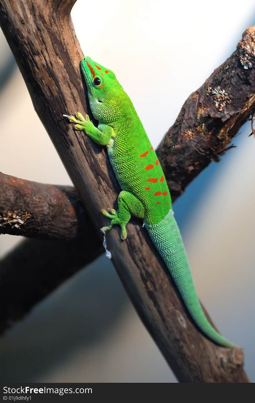 Green reptile lying on a branch in terrarium in Moscow zoo in Russia. Green reptile lying on a branch in terrarium in Moscow zoo in Russia