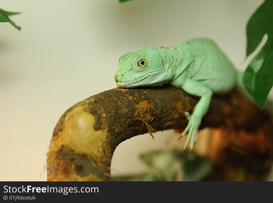 Green reptile lying on a branch in terrarium in Moscow zoo in Russia. Green reptile lying on a branch in terrarium in Moscow zoo in Russia