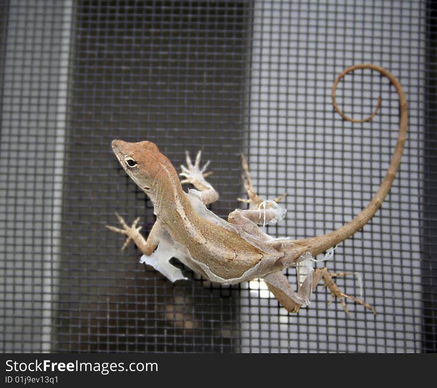 Shedding lizzard sitting on a screen. Shedding lizzard sitting on a screen