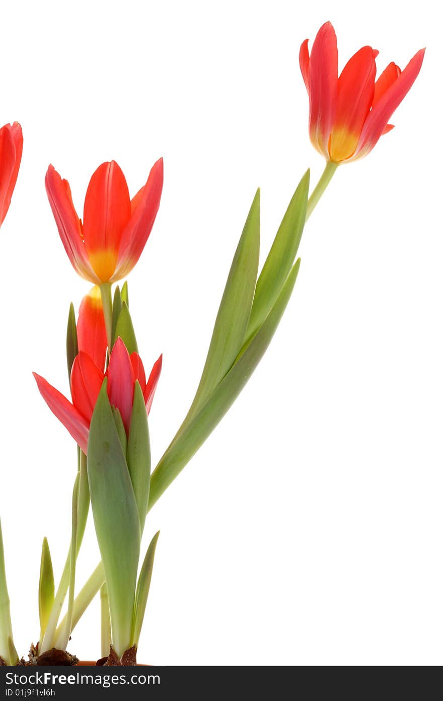 Red tulips on a white background. Red tulips on a white background.