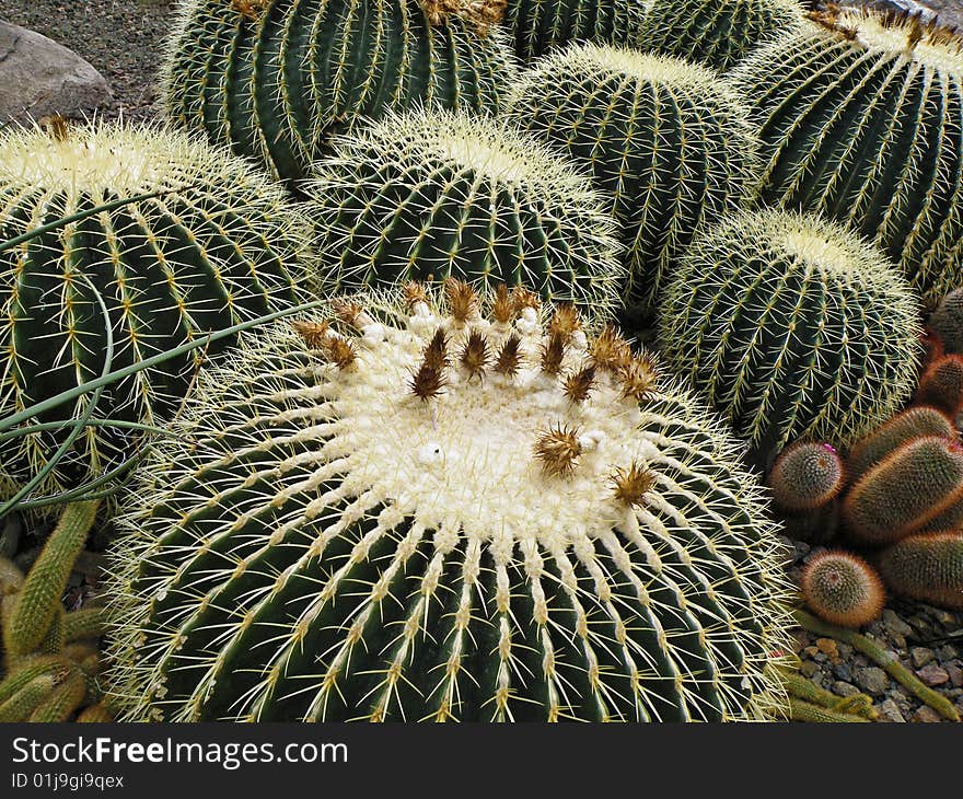 Old cacti growing in a desert environment. Old cacti growing in a desert environment.