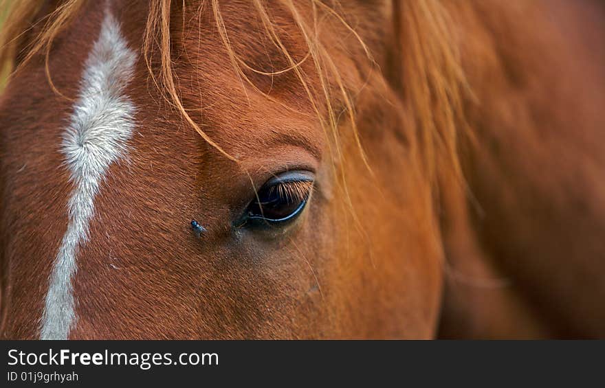 A closeup portrait of the head of a beautiful brown, with very fine close up view and one fly. A closeup portrait of the head of a beautiful brown, with very fine close up view and one fly