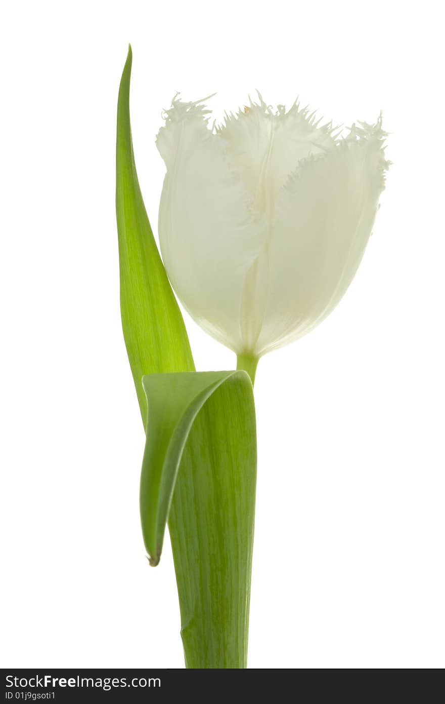 White tulip on a white background. White tulip on a white background.