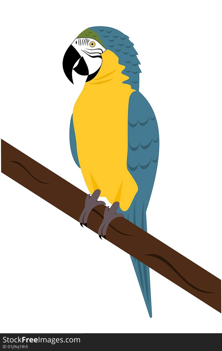 Macaw Parrot