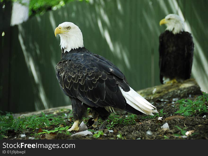 Bald Eagles