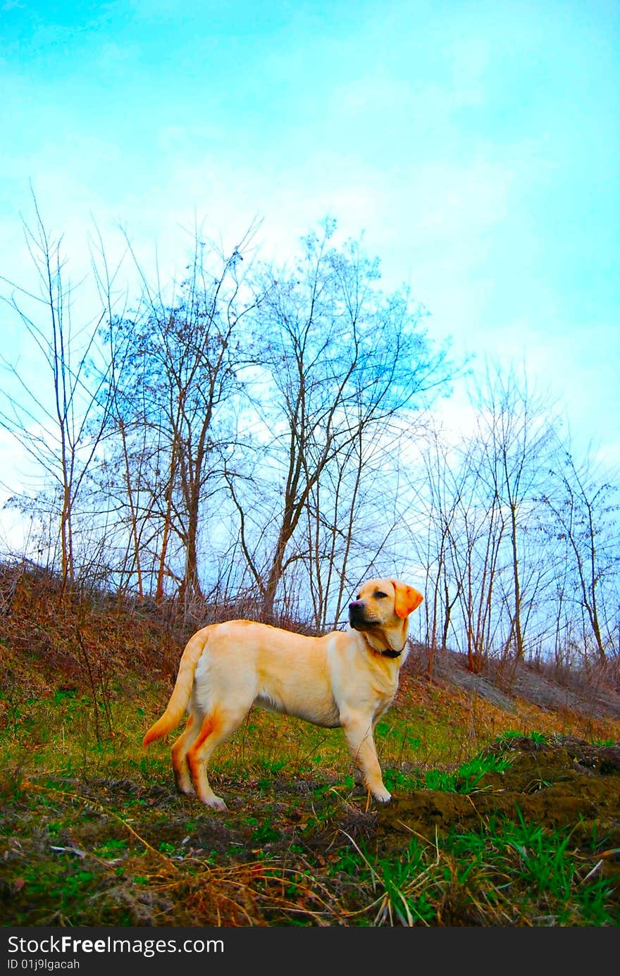 Labrador By The Lake