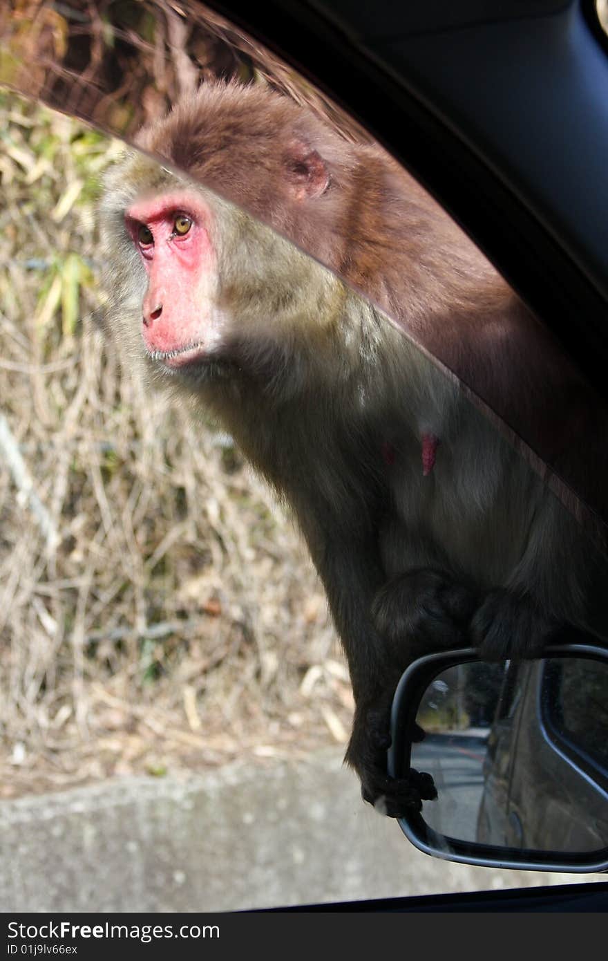 Red face primate sitting on car mirror. Red face primate sitting on car mirror