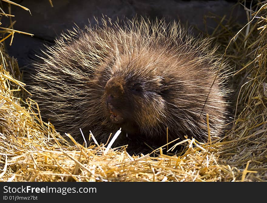 Portrait of a Porcupine