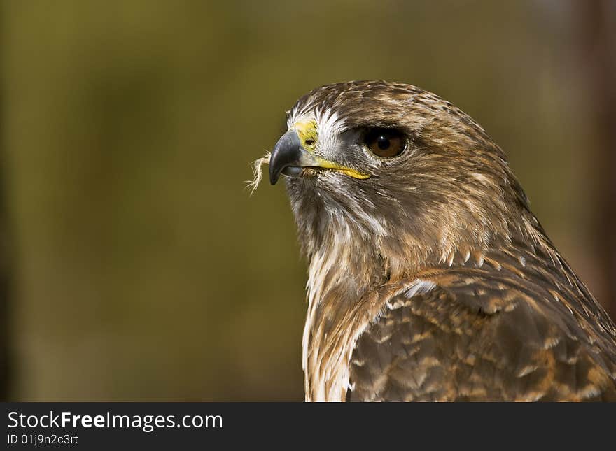 Portrait of a Red-Tailed Hawk (Buteo jamaicensis)