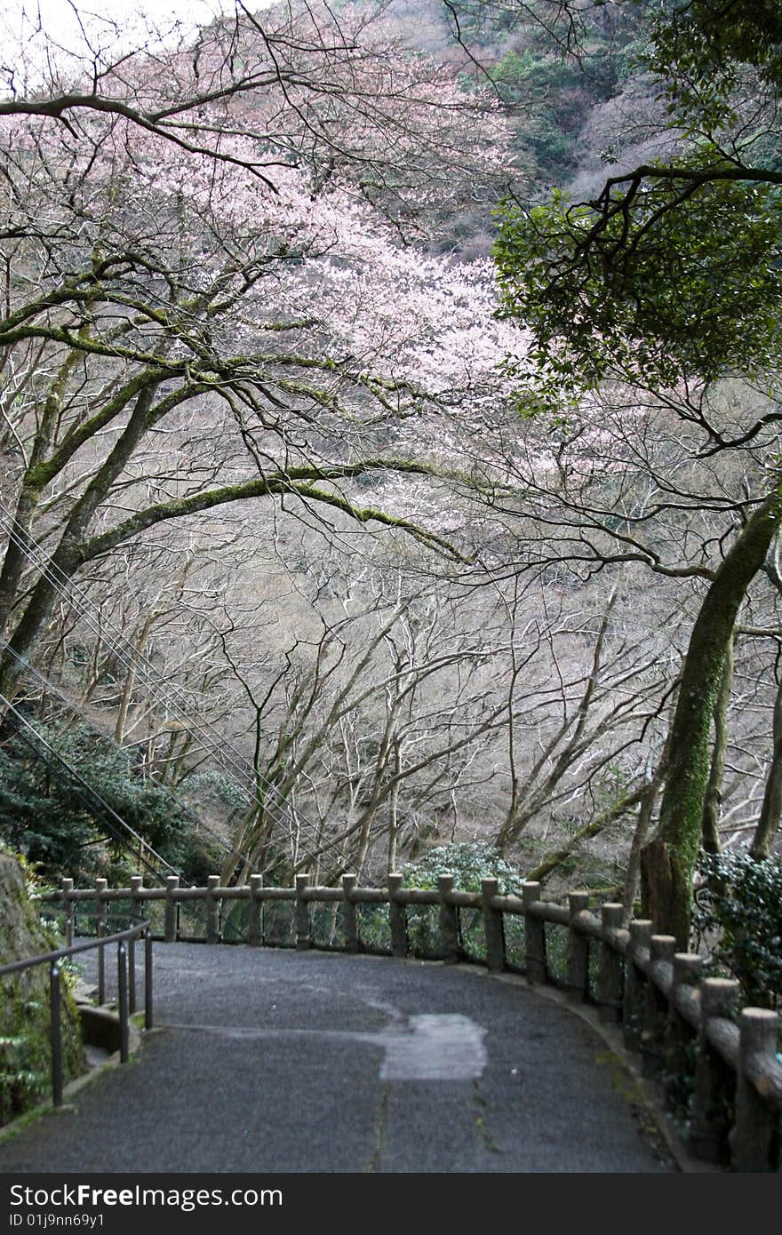 First sakura flowers in the begining of spring. First sakura flowers in the begining of spring