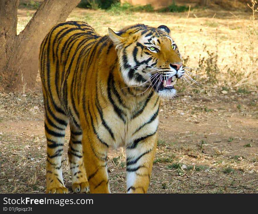 Hungry tiger walking and panting through grass lands. Hungry tiger walking and panting through grass lands