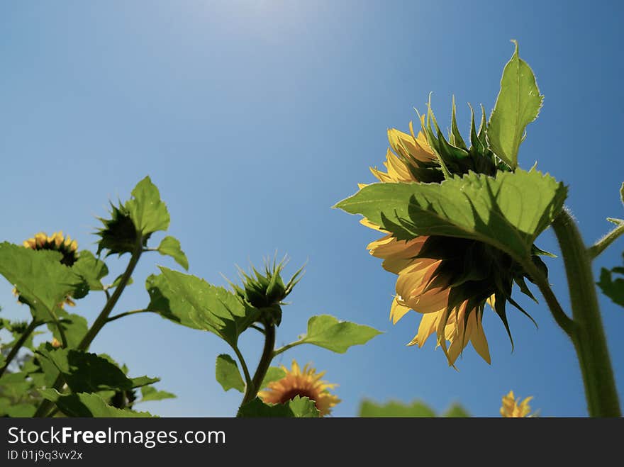 Sunflower with blue sky under sunshine