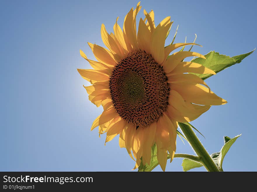 Sunflower with blue sky under sunshine