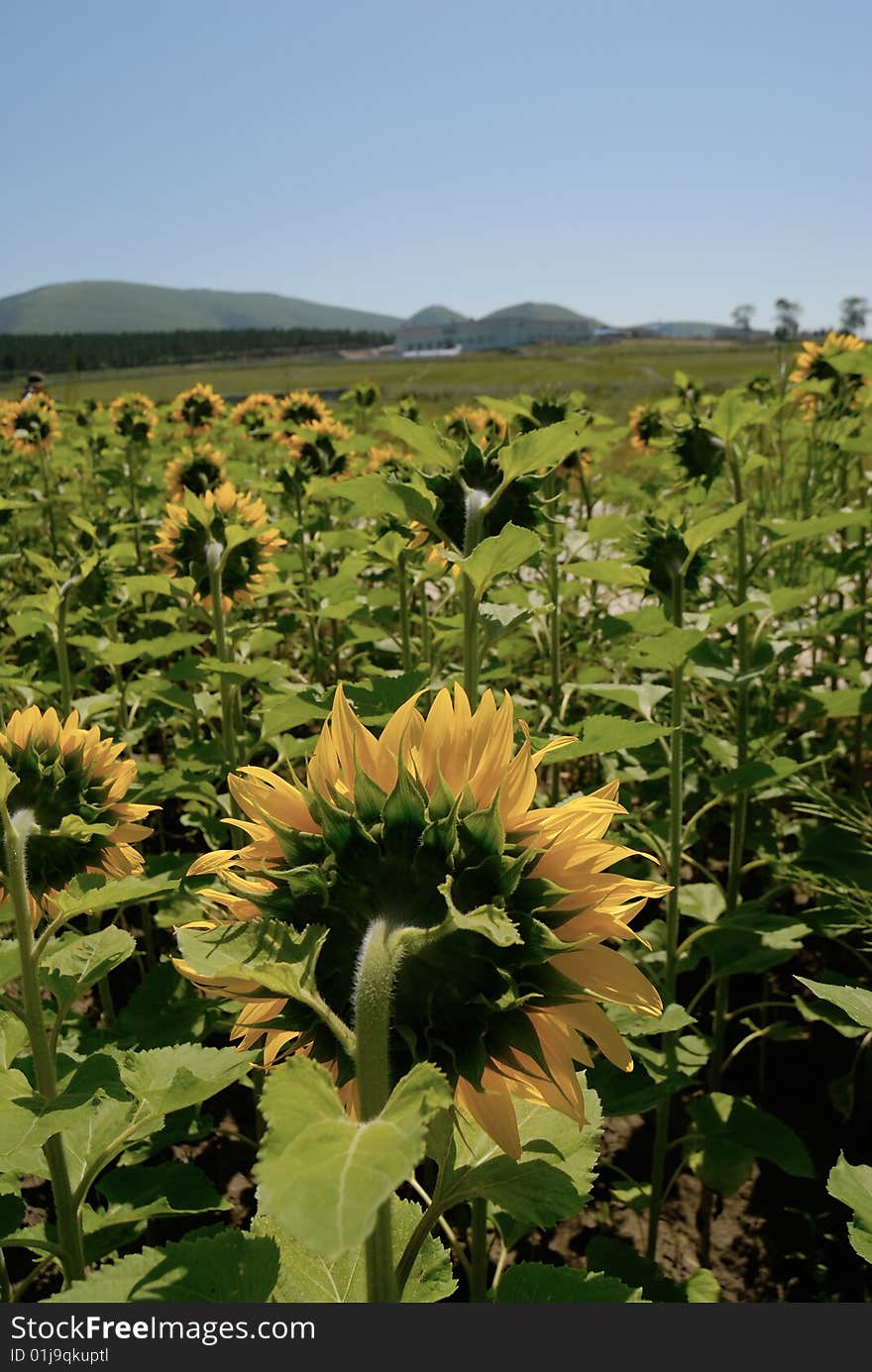 Sunflower field with blue sky