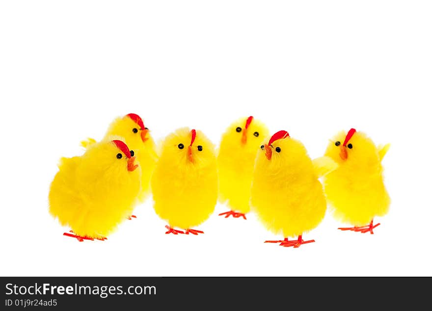 Yellow chicks isolated on a white background