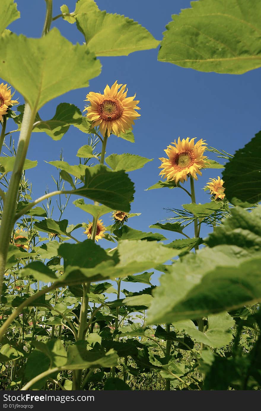 Sunflowers under sunshine with blue sky