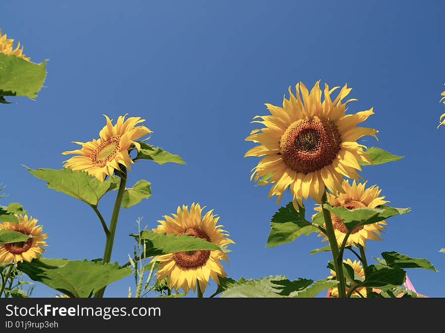 Sunflower