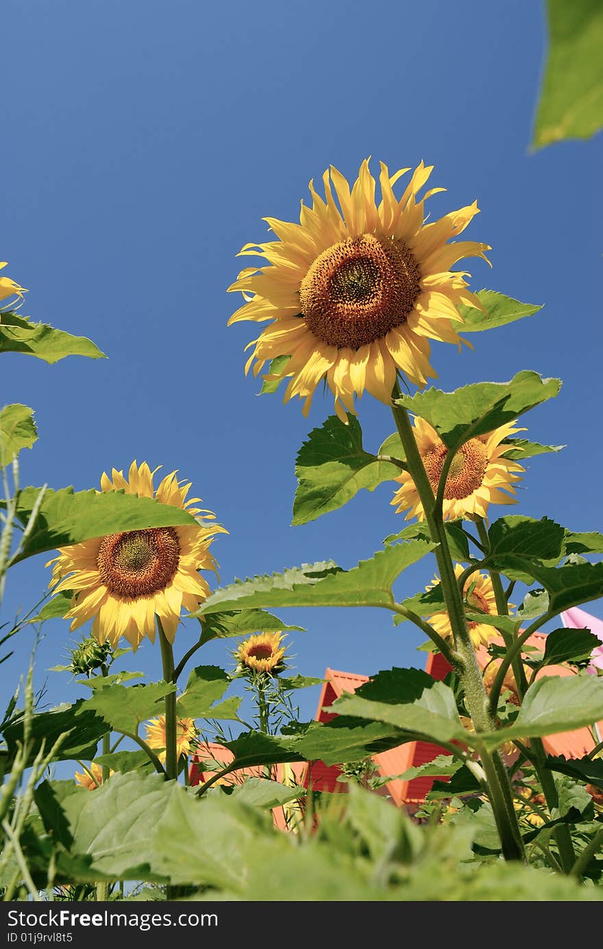 Sunflower with clear blue sky