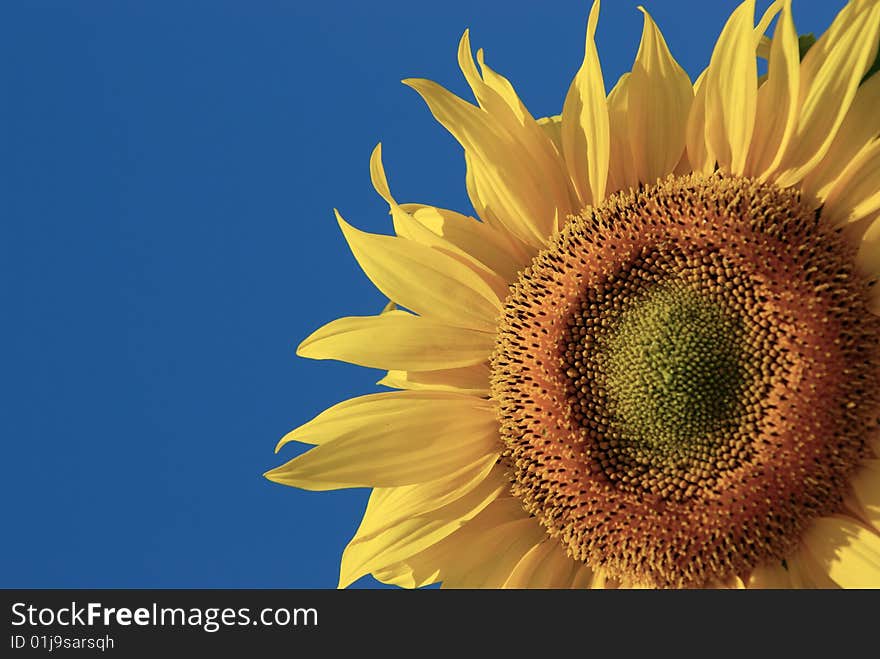 Sunflower with clear blue sky